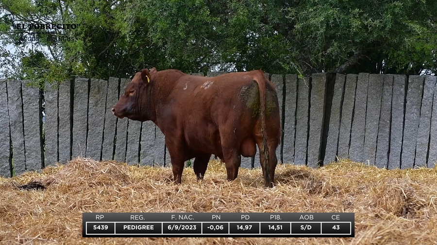 Lote ABERDEEN ANGUS P.I.