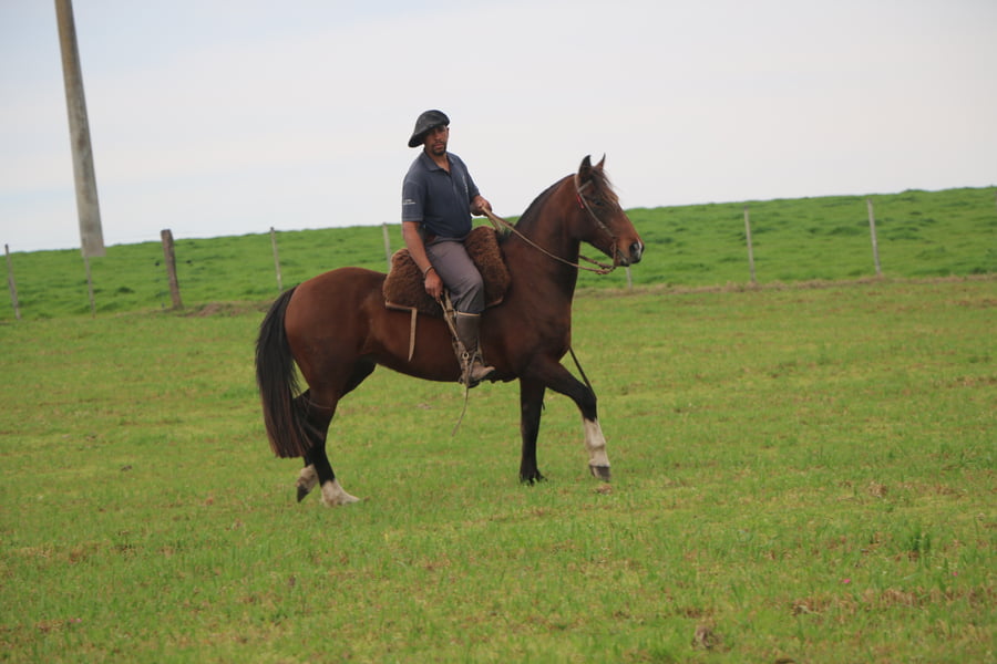 Lote SANTA GLORIA PICANTONA