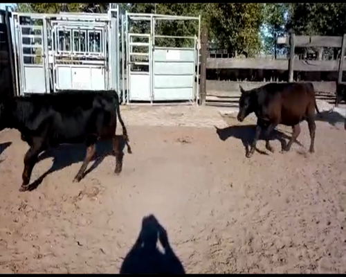 Lote 70 TERNS. MACHOS, EN LINCOLN, PCIA. DE BS. AS.