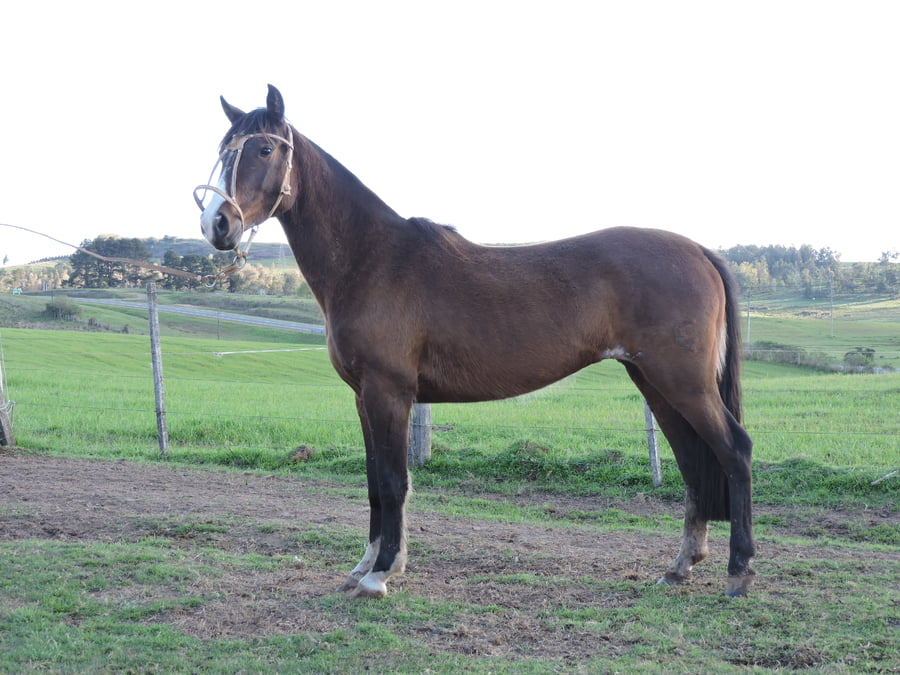 Lote Paso Lambada (RP) - Cabaña san Germán del Paso