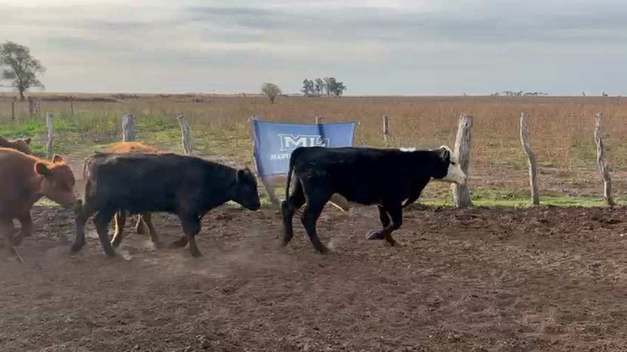 Lote 40 Terneros Alta Italia