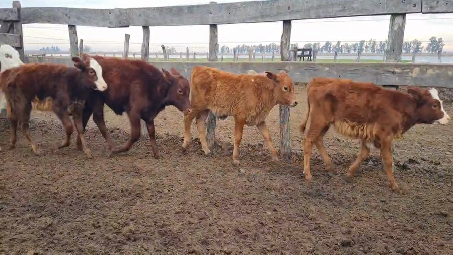 Lote 158 Terneros/as