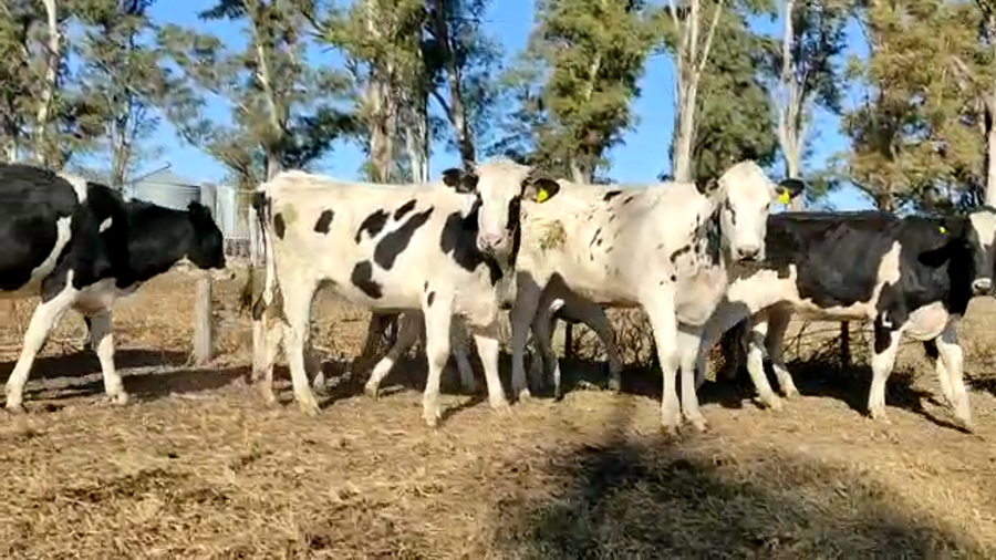Lote Adalid Gervasio - 14 Vaq para entorar