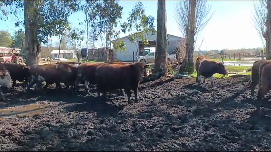 Lote 20 Novillo Gordo en Los Ángeles, VIII Región Biobío