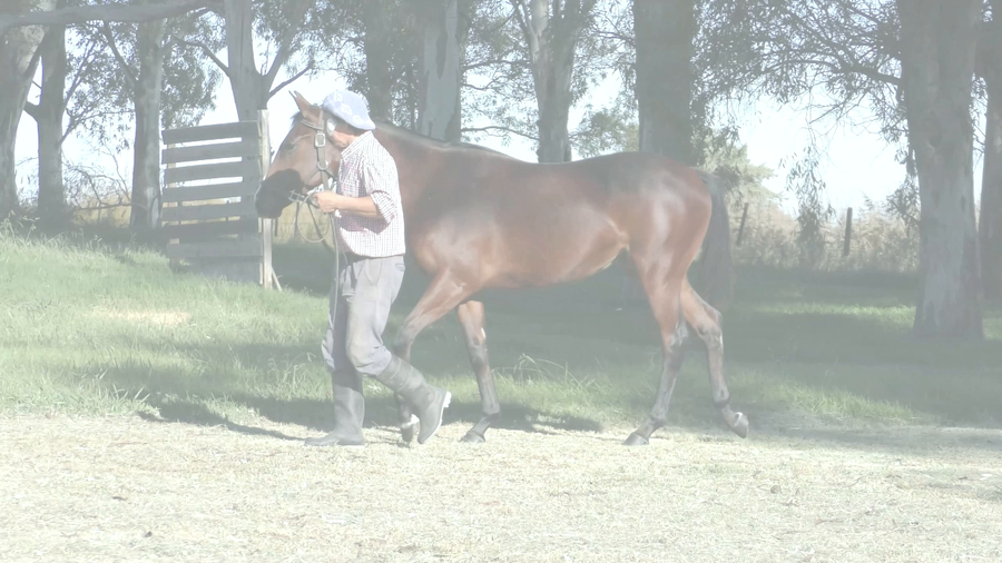 Lote ALMOST UNREAL (SATONO FLAG -  SUITE OF LOVE)