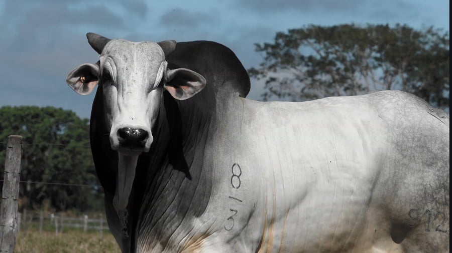 Lote LOTE 56
