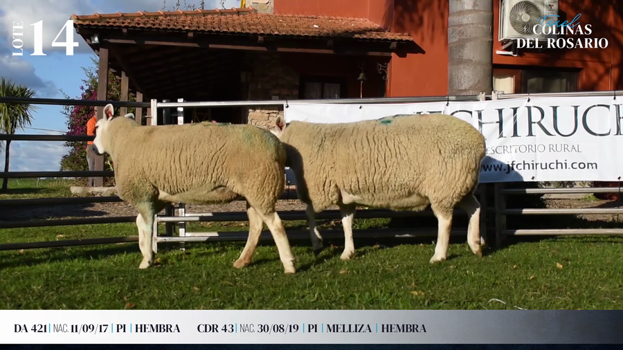 Lote Lote 14