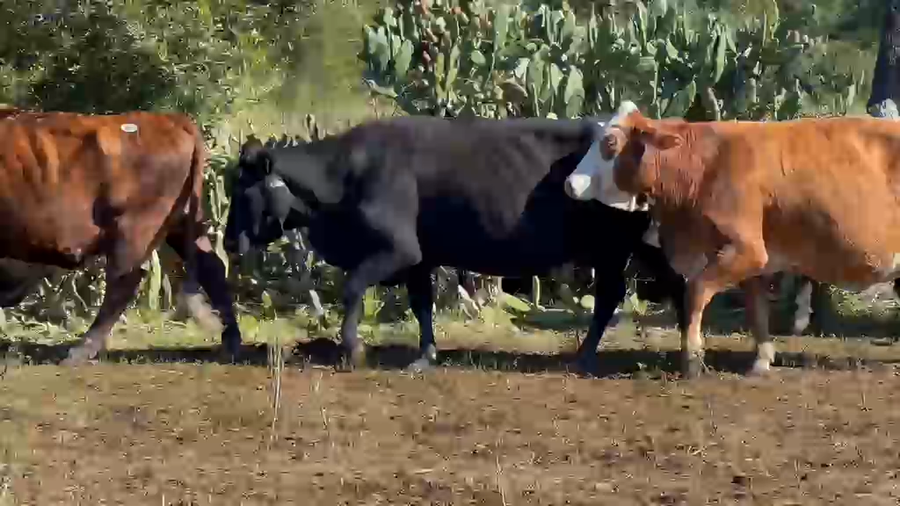 Lote 35 Vacas usadas preñadas