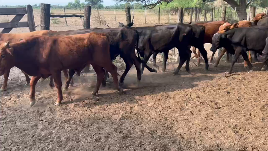 Lote 90 Terneros/as en Juan José Castelli, Chaco