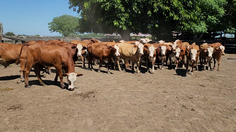 Lote 60 Novillitos en Itatí, Corrientes