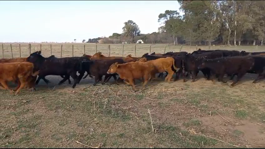 Lote Novillitos y vaquillonas en Chillar, Buenos Aires