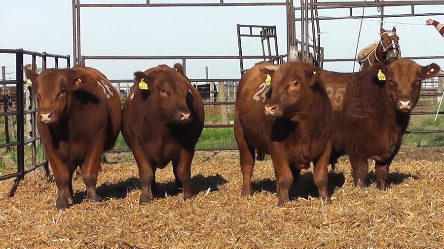Lote TOROS ANGUS COLORADOS PC