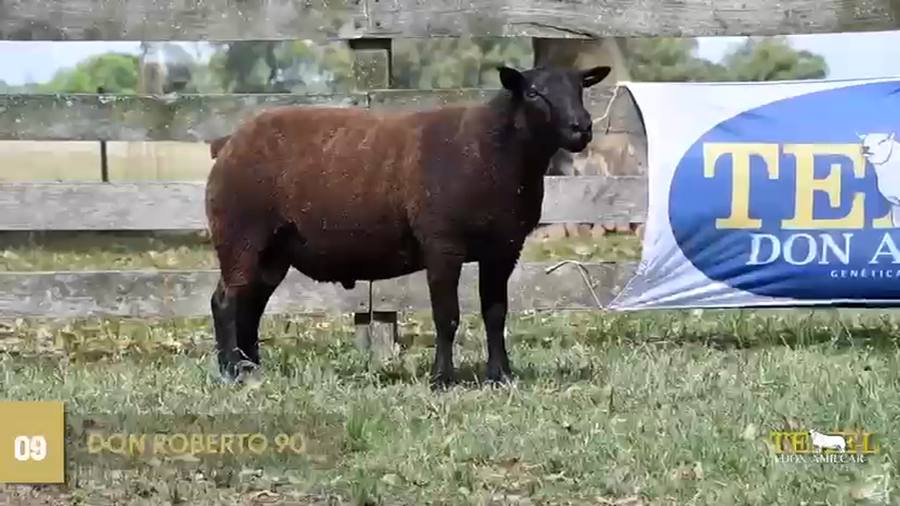 Lote Borregas a remate en Texel Don Amilcar y Villa Olivar, Cerro Largo