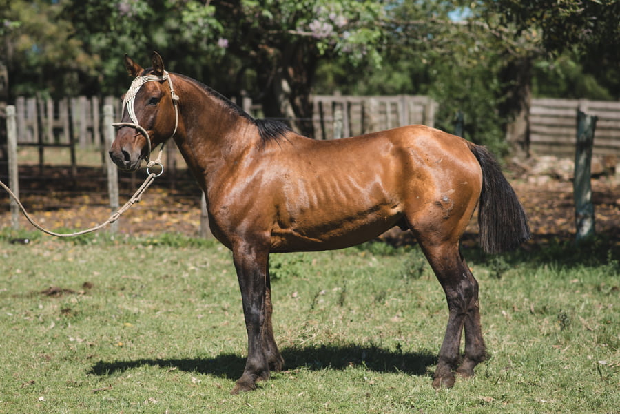Lote AVISPERO MOJÓN
