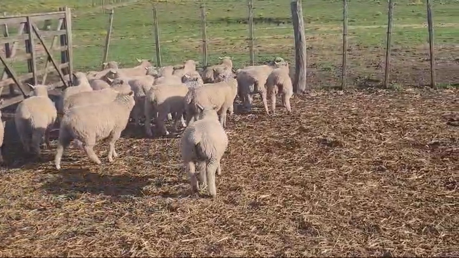 Lote (Vendido)20 Corderos a remate en #50 Pantalla Carmelo 25kg -  en LARRAÑAGA