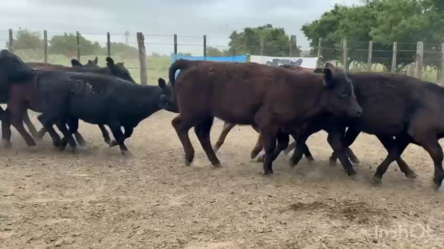 Lote 60 Terneras