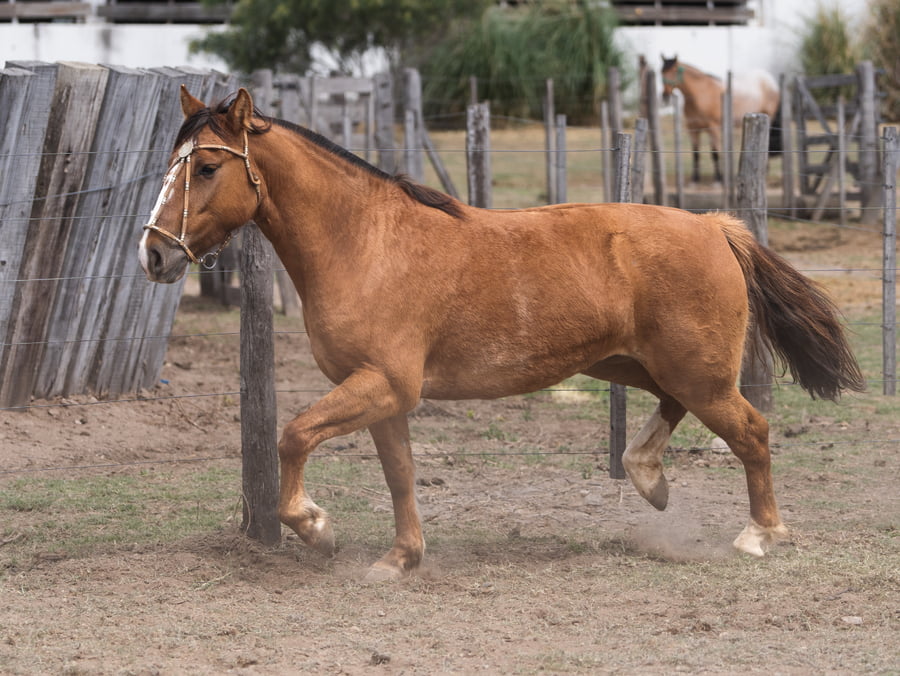 Lote SITUACION BAILADORA