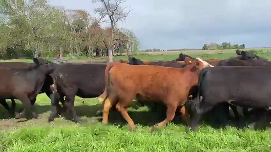 Lote 70 Novillitos y Vaquillonas