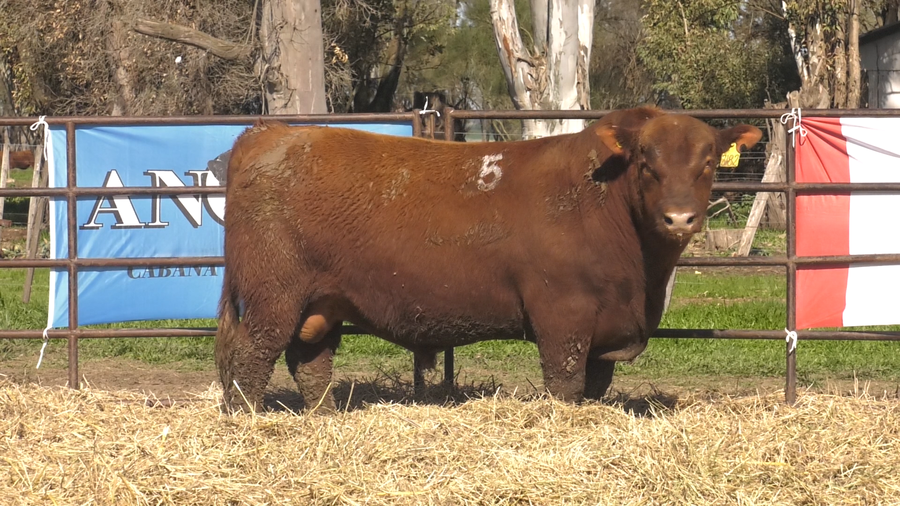 Lote TOROS ANGUS COLORADOS PC