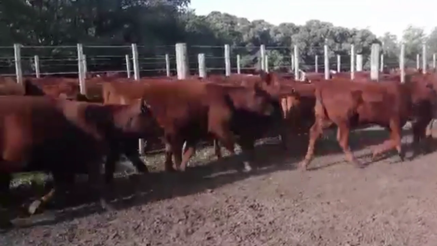 Lote 65 TERNS HEMBRAS, TANDIL, PCIA. DE BS. AS.