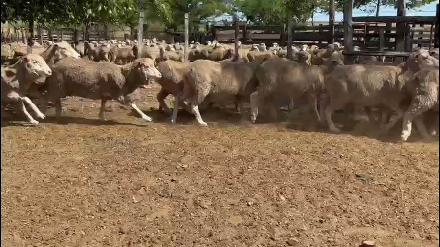 Lote OVEJAS