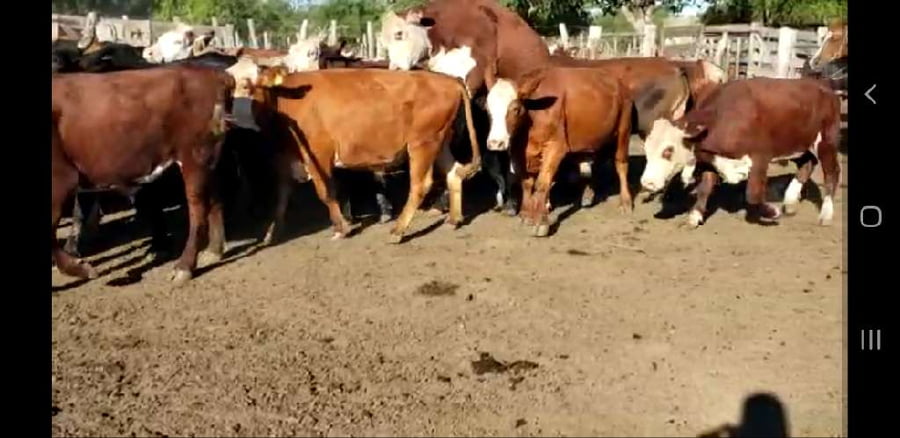 Lote 38 Novillos en Villaguay, Entre Ríos