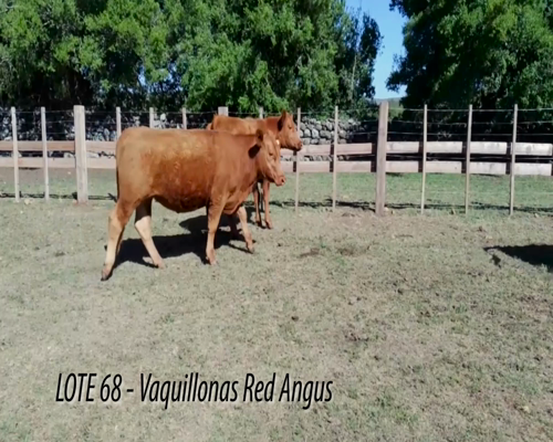 Lote Vaquillonas Angus Entoradas