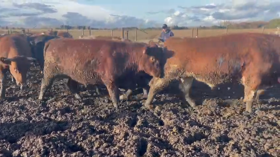 Lote 20 Novillo Gordo en Los Ángeles, VIII Región Biobío