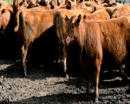 Lote VAQUILLONAS ANGUS COL. PARA ENTORAR