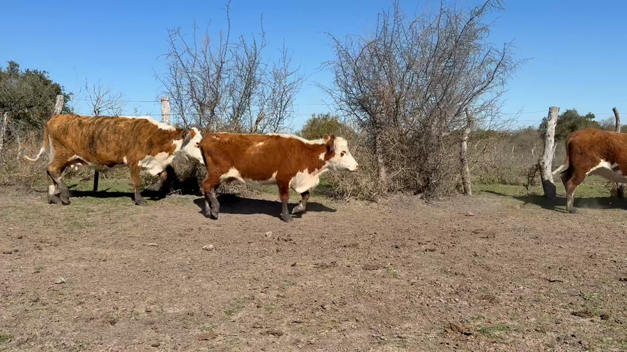 Lote 32 Vacas faena en Corrientes, Mercedes