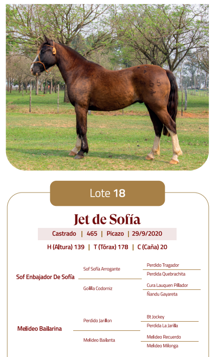 Lote LOTE 18