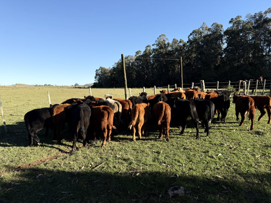 Lote Terneros y terneras