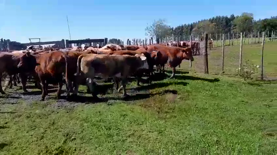 Lote 101 Terneros/as en Corrientes, Santo Tomé