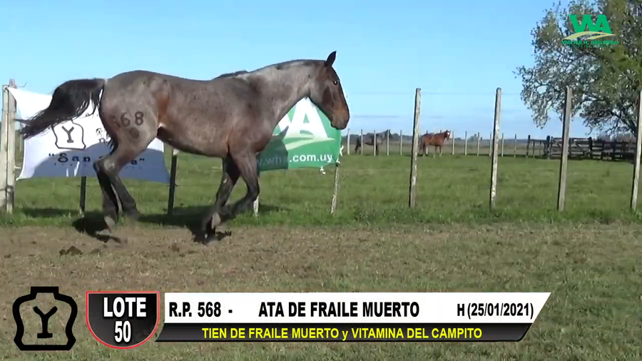 Lote ÑATA DE FRAILE MUERTO