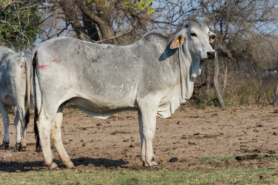 Lote Corral 41 - CABAÑA DON TOMAS
