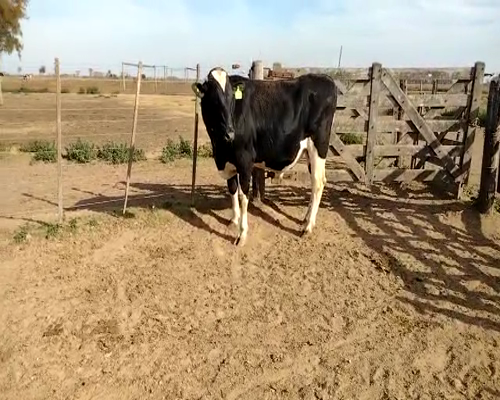 Lote TORO RP970 LA REFORMA