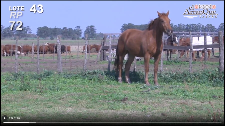 Lote 1 Potro Cuarto de MIlla - Santa Anita, Entre Rios