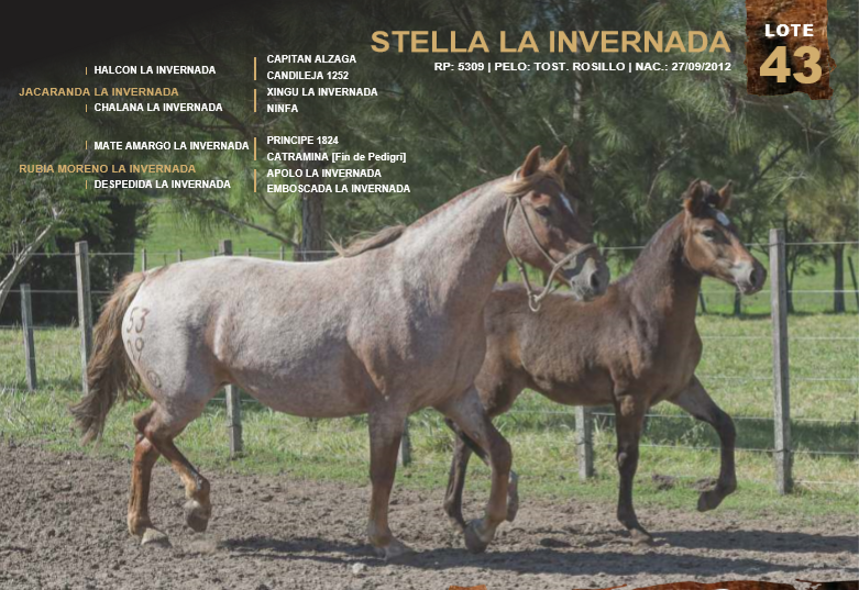 Lote STELLA LA INVERNADA