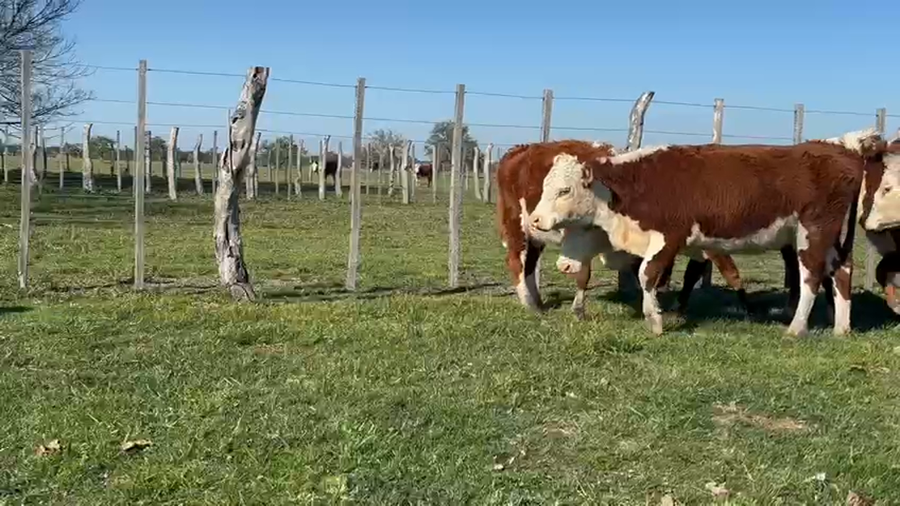 Lote 23 Vaquillonas preñadas en Corrientes, Monte Caseros