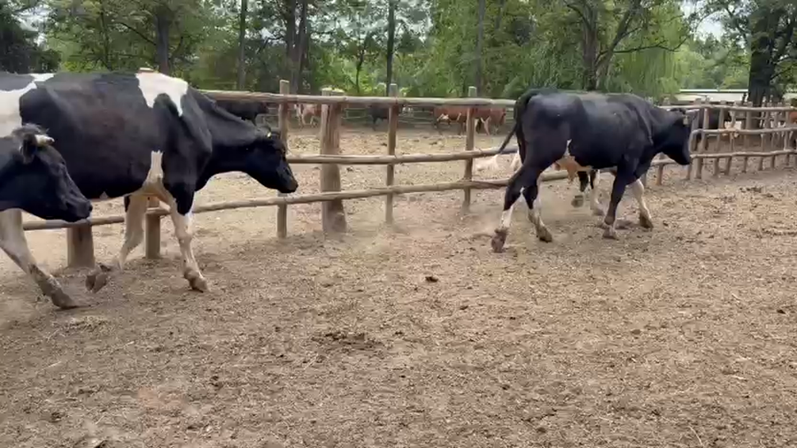 Lote 60 Novillo Engorda en Paine, Región Metropolitana