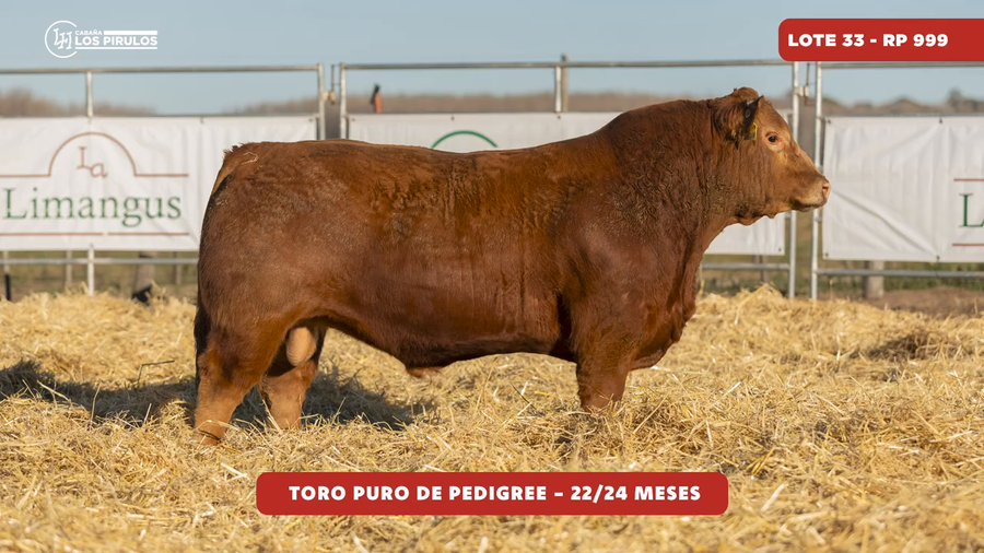 Lote TOROS PUROS DE PEDIGREE - 22/24 meses