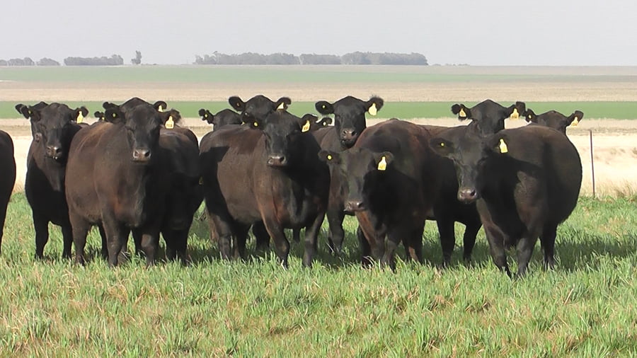 Lote VACAS  ANGUS NEGRAS   P. CONTROLADAS C/ GTIA DE PREÑEZ PARICION OTOÑO