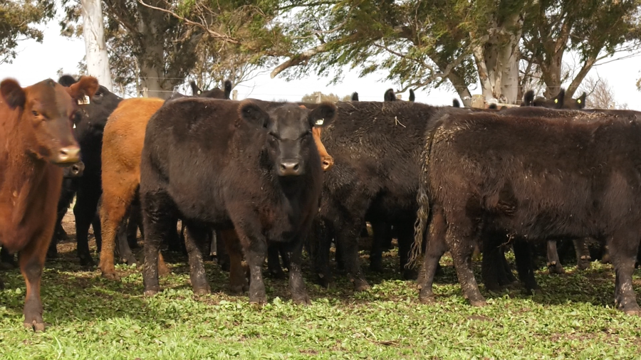 Lote 10 VAQUILLONAS PURAS POR CRUZA