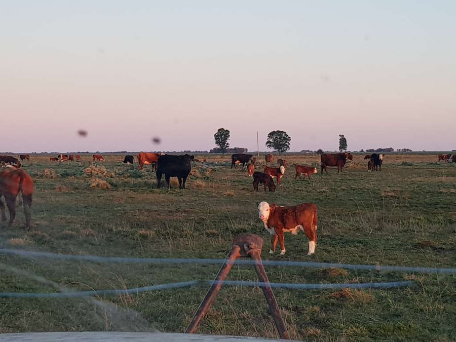 Lote 25 Vacas nuevas en Benito Juárez, Buenos Aires
