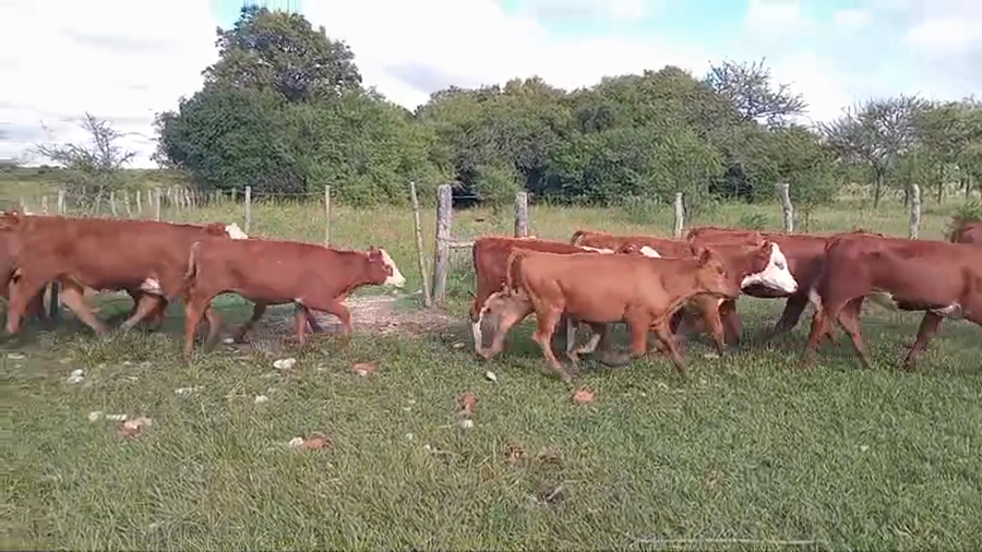 Lote 82 Terneros/as en Corrientes, Perugorría