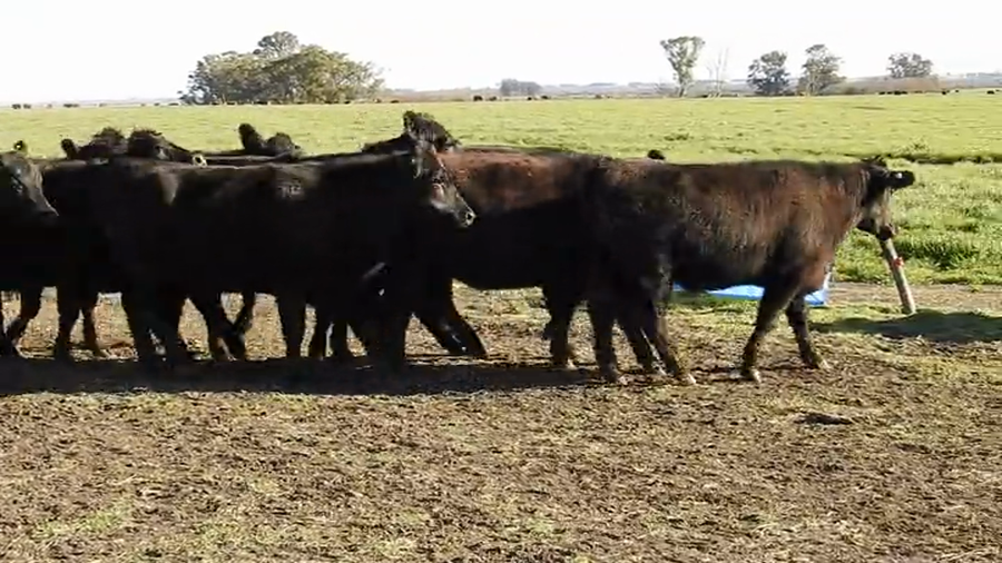 Lote 15 VAQUILLONAS ANGUS MAS