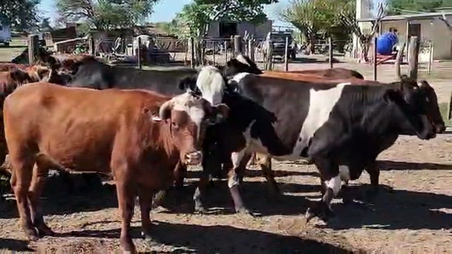 Lote 29 Vaquillonas C/ gtia de preñez en Villa Minetti, Santa Fe