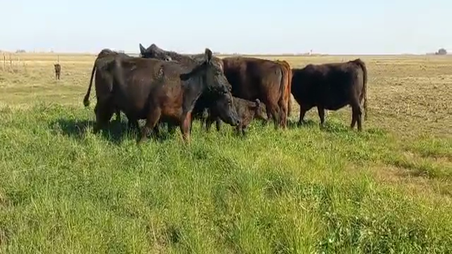 Lote CABAÑA "CEDRO AZUL SA " 6 VACAS NEGRAS y 1 COLORADA (DOS PARIDAS)