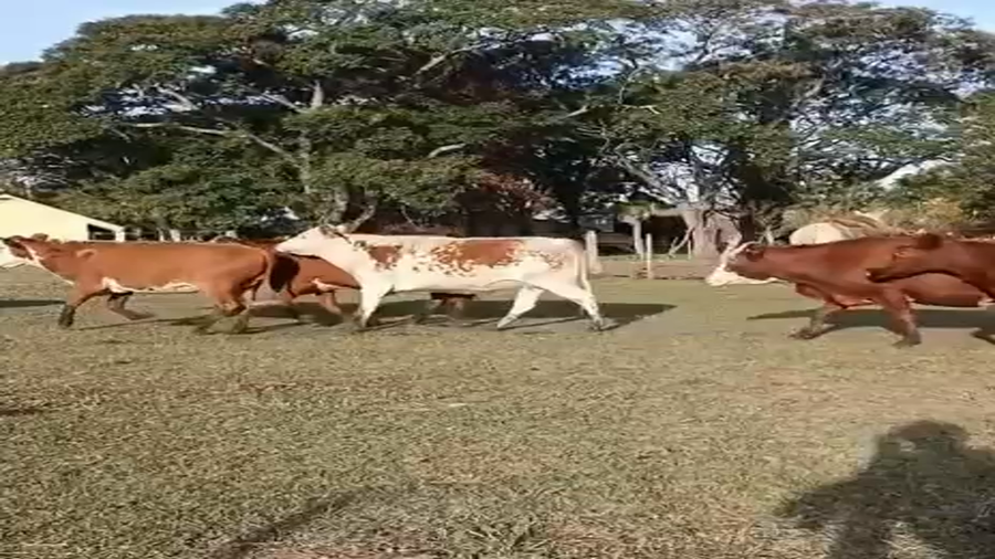 Lote 80 Vacas usadas preñadas en Corrientes, Mocoretá
