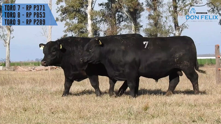 Lote "Cabaña ""Don Felix"" Toros Angus PC"